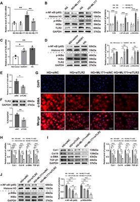 NOX1 promotes myocardial fibrosis and cardiac dysfunction via activating the TLR2/NF-κB pathway in diabetic cardiomyopathy